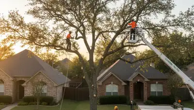 Professional tree removal team cutting large oak tree in Arlington, TX yard