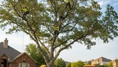 Professional tree removal service in Arlington TX safely clearing residential property trees