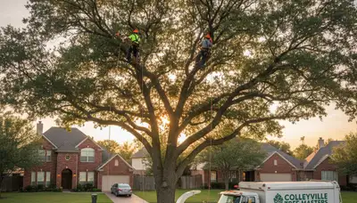 Professional tree removal service crew working safely in Arlington, TX