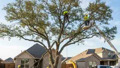 Professional tree removal service in Arlington TX safely cutting and clearing large oak tree