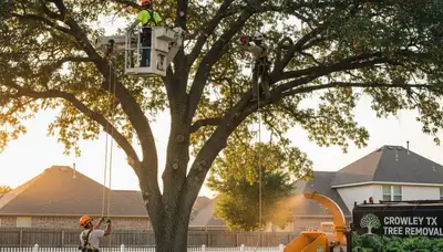 Professional tree removal service in Arlington TX safely cutting and clearing large oak tree
