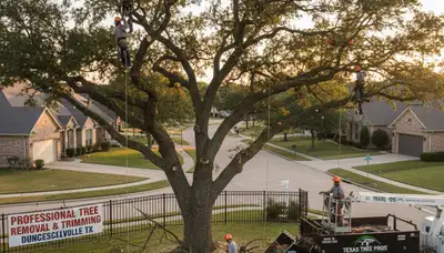 Professional tree removal service in Arlington, TX safely cutting and clearing large oak tree