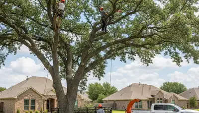 Professional tree removal service in Arlington TX clearing hazardous oak trees safely