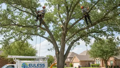 Professional tree removal service in Arlington TX safely cutting and clearing large oak tree