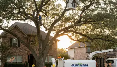 Professional tree removal service in Arlington TX safely cutting down large oak tree