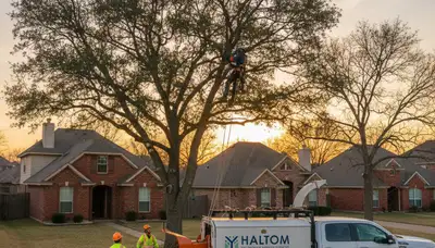 Professional tree removal service crew working safely in Arlington, TX neighborhood