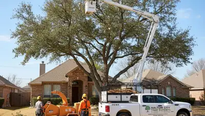 Professional tree removal service crew working safely in Arlington, TX residential yard