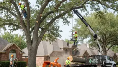 Professional tree removal service in Arlington TX safely cutting and clearing large trees