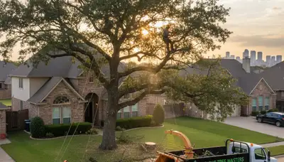 Professional tree removal service in Arlington TX clearing large oak near residential property