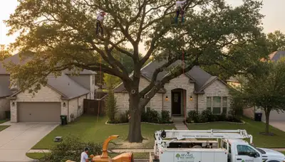 Professional tree removal service crew working safely in Arlington, TX