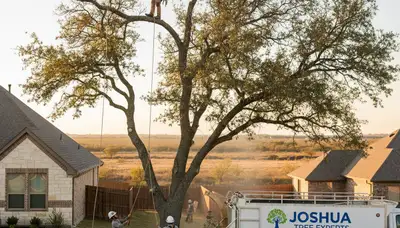 Professional tree removal service in Arlington TX clearing large oak safely