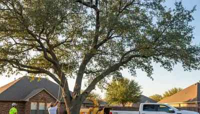 Professional tree removal service in Arlington TX safely cutting large oak tree