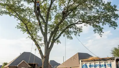 Professional tree removal service in Arlington TX safely cutting and clearing residential trees