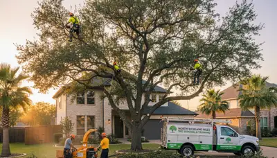 Professional tree removal service in Arlington, TX safely clearing residential property trees