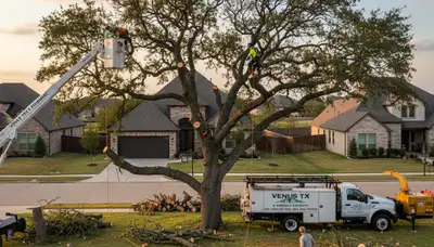 Professional tree removal service in Arlington, TX removing large oak tree safely