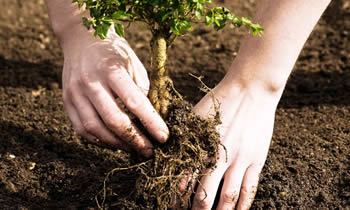 Tree Planting in Arlington TX Tree Planters in Arlington TX Tree Services in Arlington TX
