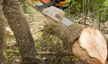 Tree Service in Arlington TX Tree Service Estimates in Arlington TX Tree Service Quotes in Arlington TX Tree Service Professionals in Arlington TX 