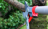 Tree Pruning Services in Arlington TX