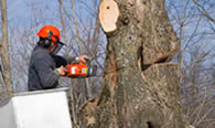 Tree Removal in Arlington TX